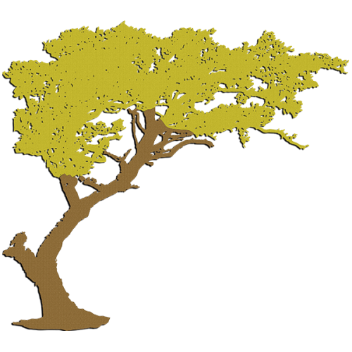 Acacia 2,57 x 2,30m