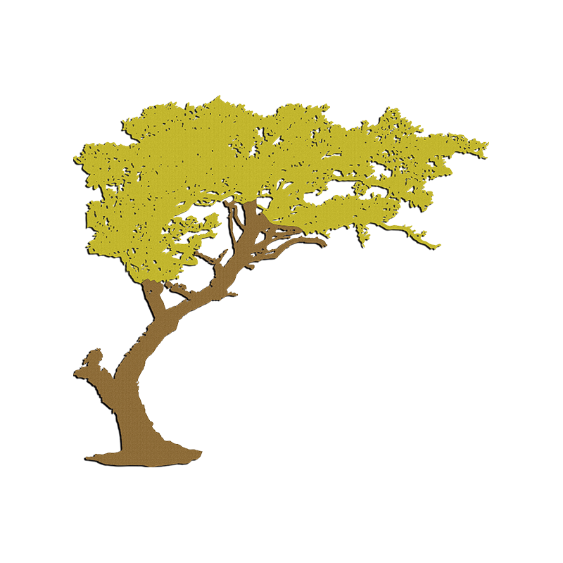 Acacia