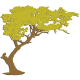 Acacia