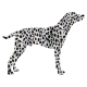 Dalmata